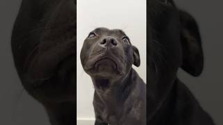 Staffordshire Bull Terrier yawns [upl. by Aicsile]