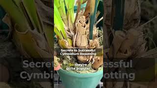 Secrets to Successful Cymbidium Repotting [upl. by Millwater]