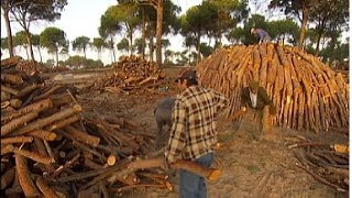 Carbonero oficio tradicional en los bosques de Andalucía [upl. by Case]