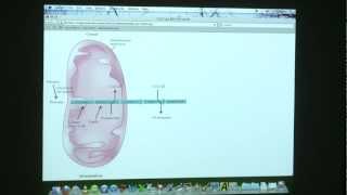 32 BB 350 Fatty Acid Oxidation and Synthesis  Kevin Aherns Biochemistry Online [upl. by Auqenwahs]