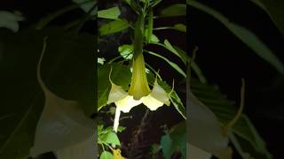 My NIGHT BLOOMING Datura is BLOOMING poisonousplants [upl. by Ecyarg626]