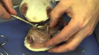 Mussel Dissection [upl. by Oribelle]