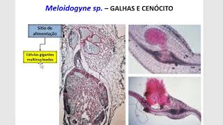 FITOPATOLOGIA II  Principais Gêneros de Nematóides parte I [upl. by Arimlede]