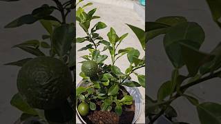 Sweet lime bonsai Citrus Limetta terracegardening nature bonsai motivationsweetlime [upl. by Aretina]