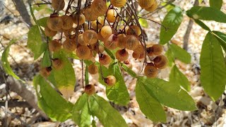 sapindus saponaria conheçam a saboneteira 28 de outubro de 2022 [upl. by Eugnimod]