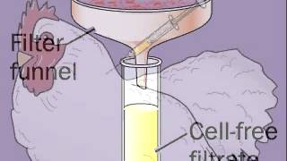 Avian Sarcoma Leukosis Virus  Cancer in Chickens  ASLV [upl. by Reyam]