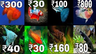 Latest Price Of Aquarium Fish In India [upl. by Nnairam536]