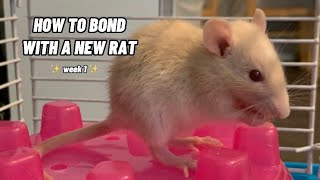 How To Bond With A New Pet Rat [upl. by Eudora]