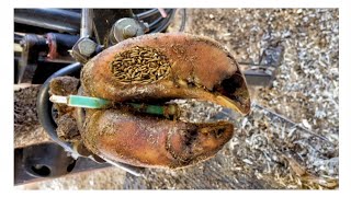 SHOCKING truth about cutting and trimming cow hoves many screws stuck in the hooves Ep5 [upl. by Gaves]