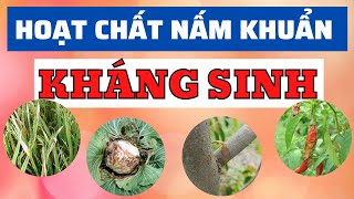 Hoạt chất quản lý nấm vi khuẩn  Nhóm kháng sinh  Thuốc trừ bệnh vi sinh  Phối hợp kháng sinh [upl. by Aicemak]