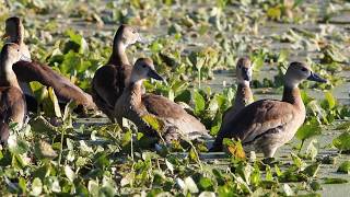 Fulvous whistlingducks [upl. by Jennifer978]