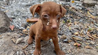 Rescue of a Scared Abandoned Puppy with a Broken Heart  a miracle came to it [upl. by Alphonso]