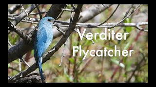 Verditer Flycatcher [upl. by Alyac]