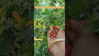 Little Cherries 🍒🍒 Harvest in our terrace garden trending terracegardenharvest garden shorts [upl. by Nellaf131]