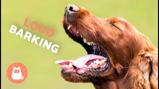 Dogs BARKING LOUD Compilation 🐶🔊 See How Your DOG REACTS [upl. by Areic]