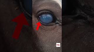 Is Your Horse Infested with Parasites [upl. by Vonni]