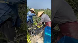 Harvesting fresh zizania water bamboo process farming [upl. by Daisi]