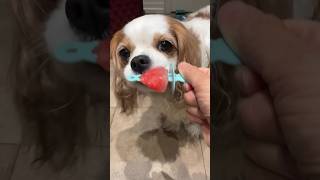 Cavalier King Charles spaniels falling asleep while enjoying a popsicle [upl. by Yrelbmik72]