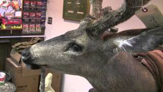 Testas Taxidermy Tip  Basic Deer Head Finishing [upl. by Noell]