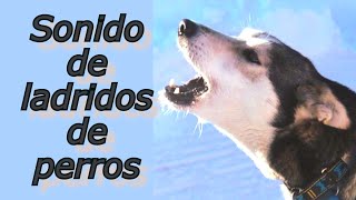 SONIDOS PARA PERROS PARA QUE LADREN  Perros Ladrando Muy Fuerte para molestar a tu perro o gato HD [upl. by Ardnekal672]