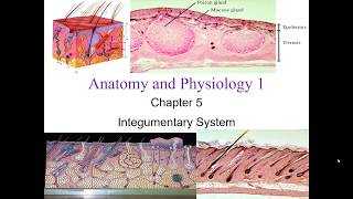 Chapter 5 Integumentary System [upl. by Warchaw]