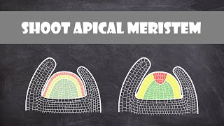 Shoot Apical Meristem Structure  Plant Biology [upl. by Starkey]