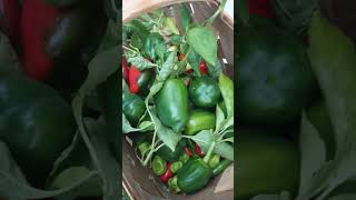 Harvested my peppers 🌶️🫑 cayenne serranos habaneros jalapeno and sweet bell peppers [upl. by Orofselet228]