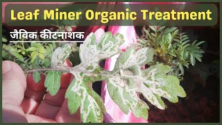 Leaf miner treatment with organic pesticide  लीफ माइनर जैविक कीटनाशक [upl. by Nyssa]