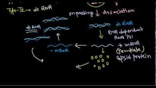 10 Replication of dsRNA virus [upl. by Assek]