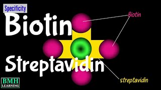 Biotin Streptavidin Labelling  BiotinStreptavidin Interaction [upl. by Krigsman]