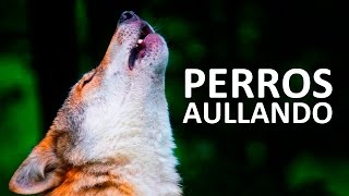 PERROS AULLANDO FUERTE  Aullidos de perros Sound Effect HD [upl. by Dorkus]