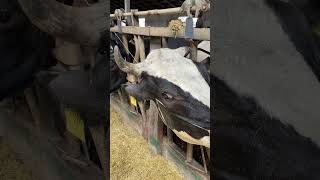 Dehorning cow farming milking veterinary cow [upl. by Gwenore]