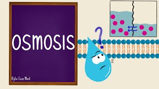 Osmosis  Osmolarity  Osmotic Equilibrium  Transport Across the Cell Membrane  Cell Physiology [upl. by Aisiat895]