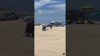 Watch Tourist in Mexico attacked by bull on beach in Los Cabos Shorts [upl. by Harpole947]