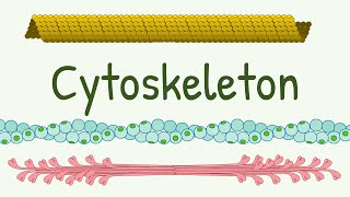 Cell Cytoskeleton Structure amp Functions  Microtubules  Thin Thick and Intermediate Filaments [upl. by Aelam]