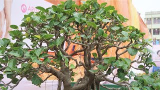 Ficus Benghalensis Bonsai Banyan shorts [upl. by Carn540]