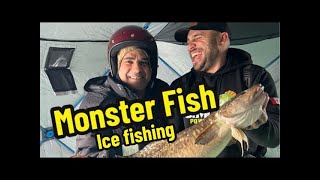 Lake Simcoe Perch fishing  MONSTER BURBOT [upl. by Lihkin]