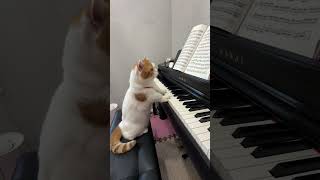 I woke up and saw a kitten playing the piano The cat played the piano seriously This cat has s [upl. by Halliday]