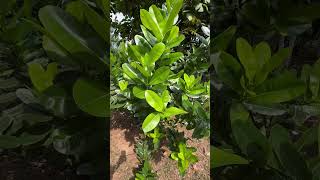 Calophyllum inophyllum a tree of coastal Odisha and helpful to mitigate cyclone cyclonedana [upl. by Ravid]