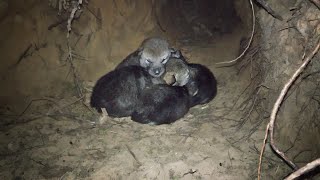 Wild wolf pups and wolf mother preparing the dens [upl. by Zeret]