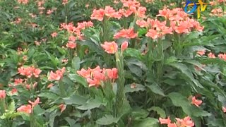 Package of practices for crossandra cultivation [upl. by Anuahsed]