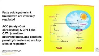 Quick overview of fatty acid metabolism [upl. by Ingar761]