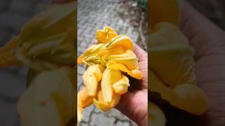 pumpkin flower 🌼shortvideoshortshortssharesubscribefoodyoutubeyoutubeshortsyoutubevideo [upl. by Leelahk]