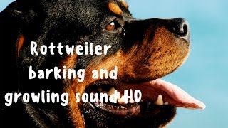 Rottweiler dog breed barking and growling sound HD [upl. by Osi958]