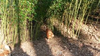 Chickens eating bamboo [upl. by Quintessa5]