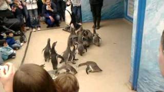 Colchester Zoo Penguin Feed [upl. by Yebot]