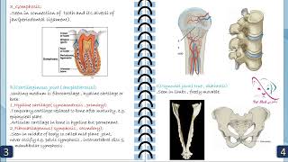 03 Veterinary arthrology general basic Anatomy part 12 [upl. by Marsland]