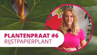 Plantenpraat 6  Rijstpapierplant 📄 [upl. by Magdalene402]