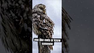 Owls are Awesome Here are 5 facts about Owls owls birdfacts animalfacts [upl. by Dachia387]