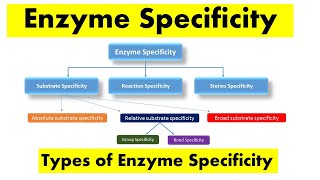 Enzyme Specificity amp Types of Enzyme Specificity [upl. by Doyle]